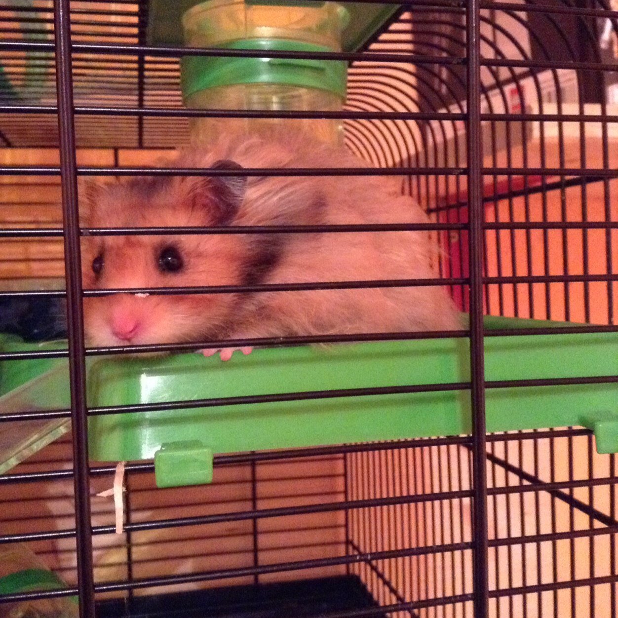 grundmannsara2's profile picture. 