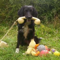 Dog Training & Behaviour Specialist. Helping you have more fun with your dog!