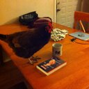 karen eichler - @karen_eichler - Twitter