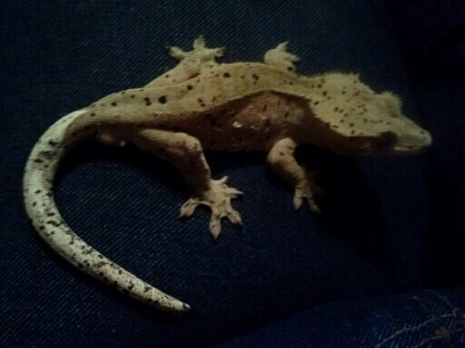 Crested Gecko breeders and sellers!