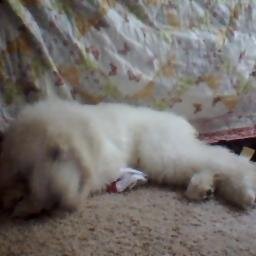 jessicak2001's profile picture. I love to hang around horses.