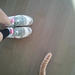 phoebejyu's profile picture. I'm a writer who likes cats