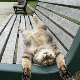 liebeistalles1's profile picture. 