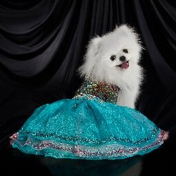 kocouture's profile picture. KO Couture
Knock Out Fashion for Pets!
Kelly Owens - Owner/Couture Pet Fashion Designer
http://t.co/x7si16UVSq
http://t.co/5g1LIpHuL7