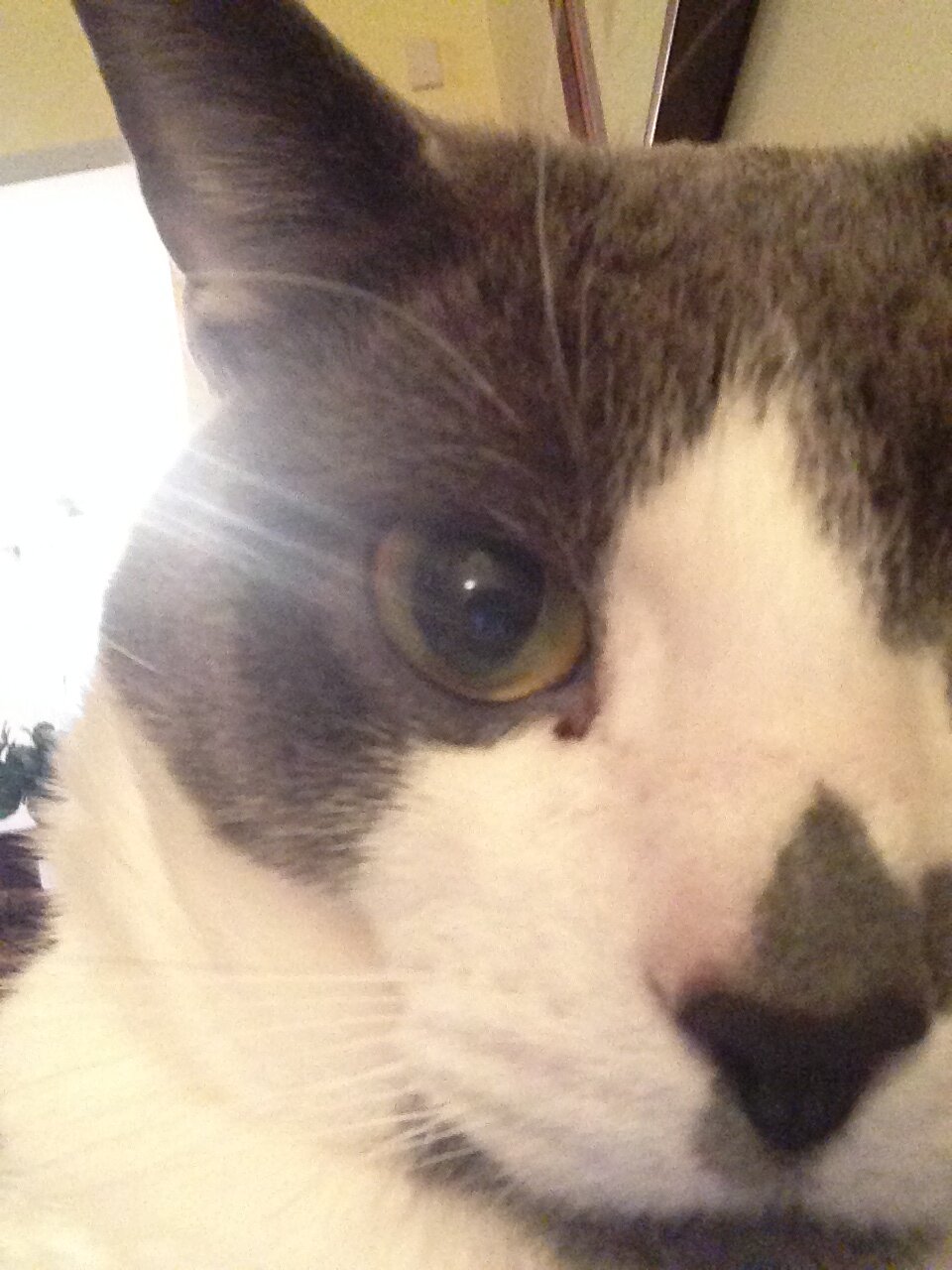 Meow Meow, My name is Twitter, now feed me!