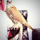 ابو عمر ... العمري (@0567775632) Twitter