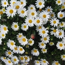 LostSoul0106's profile picture. in your shadow I can shine.....