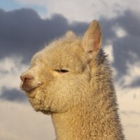 Samantha Pepys (@samanthapepys) 's Twitter Profile