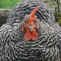 CarpeRVA's profile picture. Local food & sustainable living in #RVA