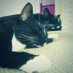 Snoochie and Booch (@snoochie_booch) Twitter profile photo Snoochie and Booch (@snoochie_booch) Twitter profile photo