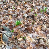 wisewillow (@louiseholdren) 's Twitter Profile