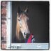 Gordon Lord Byron (@glb_racehorse) Twitter profile photo