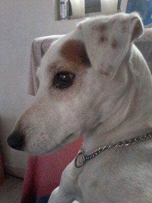 monikartesania's profile picture. Vitralista. 💜🐶🐱🐢🐦🐟💜