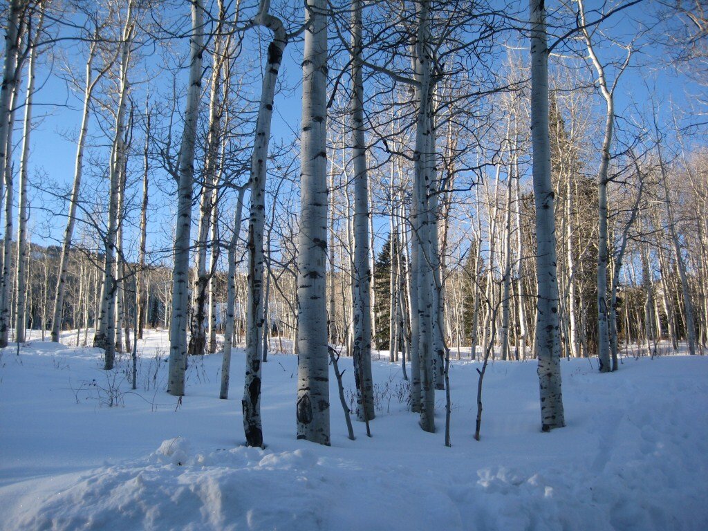 LinlBee's profile picture. 