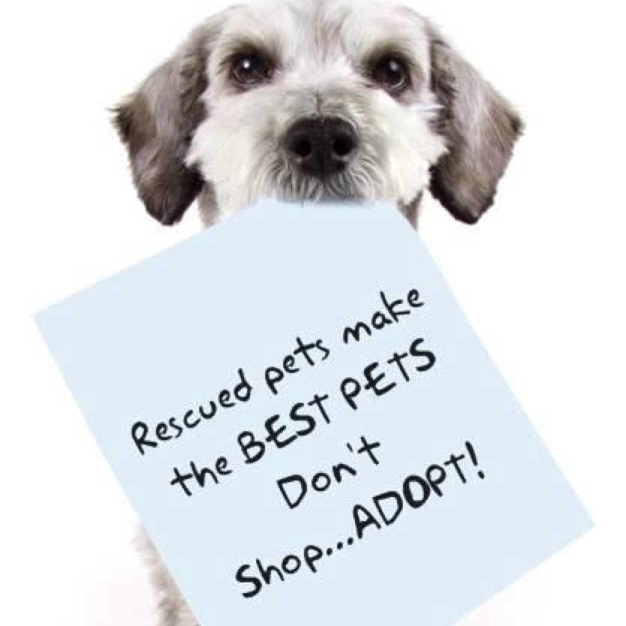 LapeerAdoptable's profile picture. 501c3 organization working to help local homeless pets. Our volunteers network & advocate for animals to lower the euthanasia rate & build community awareness.