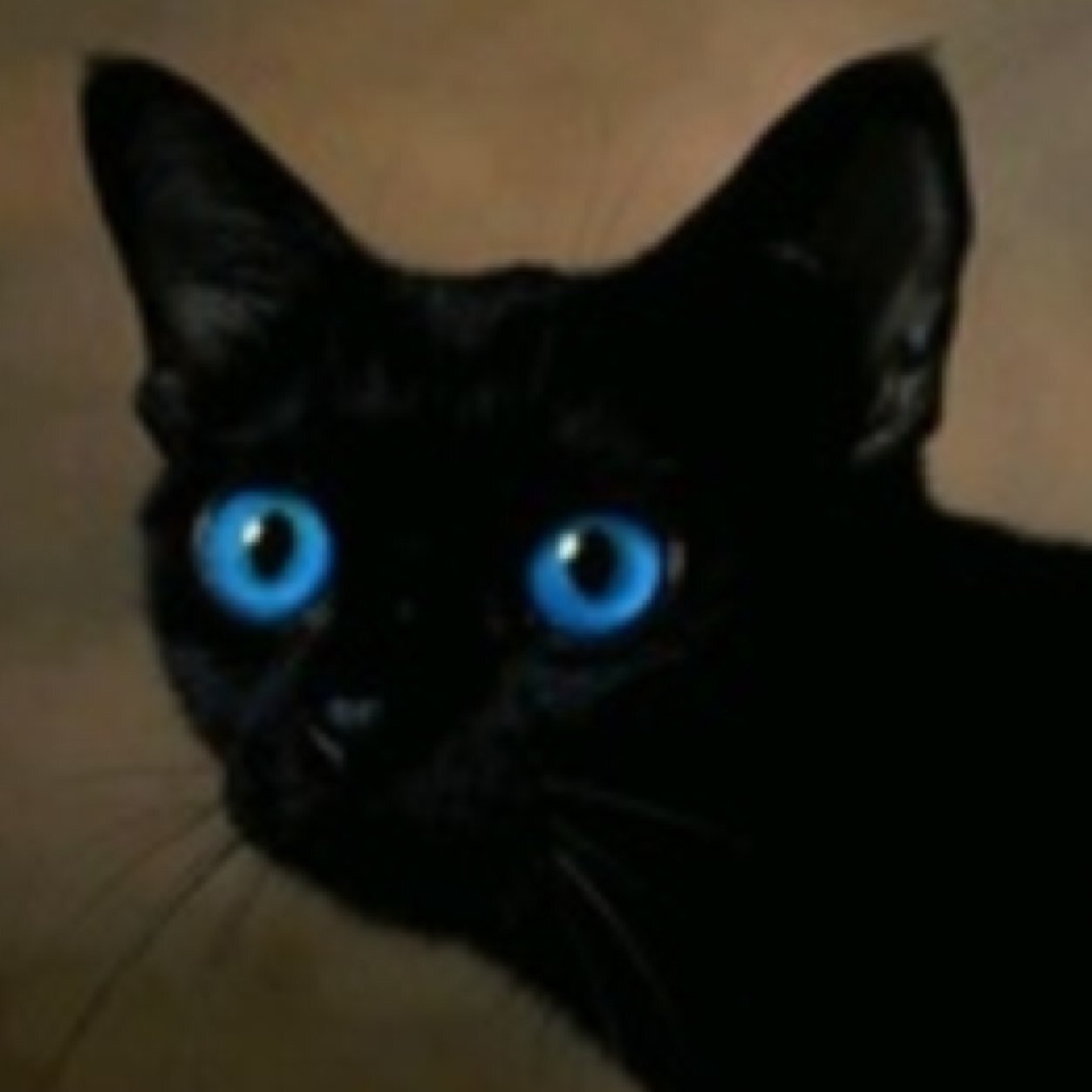 A black fur tom with blue sea eyes mom:jaytalon sis:icepaw clan:snowclan mentor:iceheart