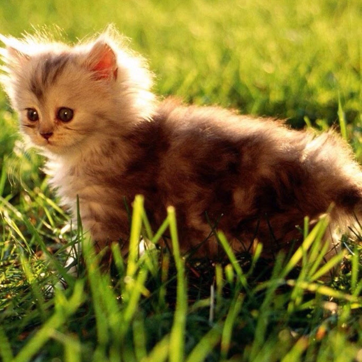 dinastweets586's profile picture. Canadian Patriot 🇨🇦 | Conservative, but not complicit | Animal lover 🐾 | Spiritual & freedom-minded ✨ | Truth over tribe | America’s brother 🇺🇸