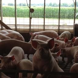 Tosh Farms is a leader in the production of pork and grain.