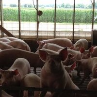 Tosh Farms (@toshfarms) 's Twitter Profile