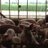 ToshFarms's profile image