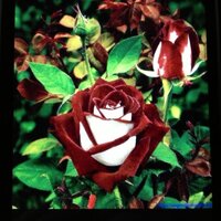 redbow (@redbow5) 's Twitter Profile