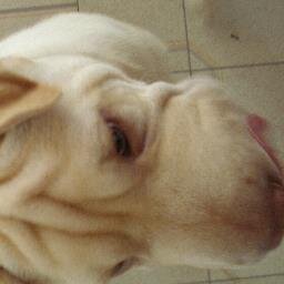 pinappleeatyum2's profile picture. pizza chocolate lollies cat dog birds fun very pretty