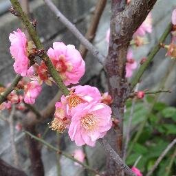 freerenee0115's profile picture. 