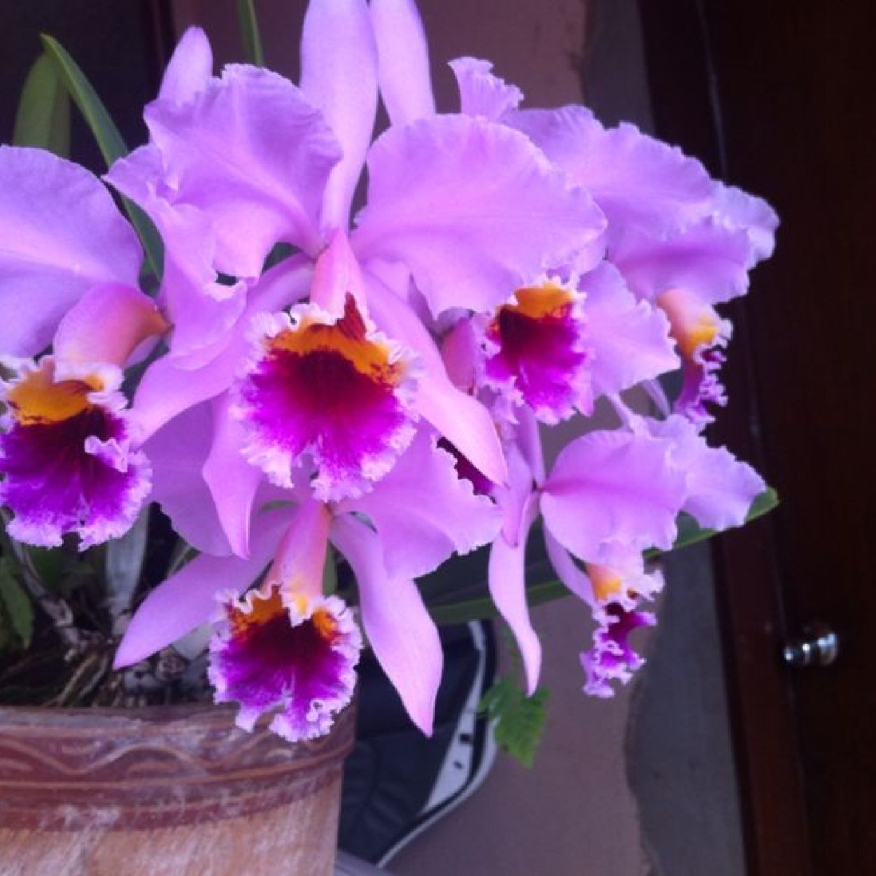 mmbriceno's profile picture. 