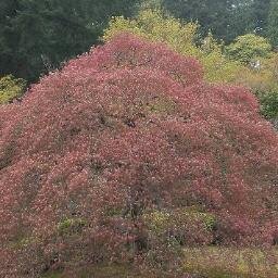 WCLonghand's profile picture. Football viewer, analyst