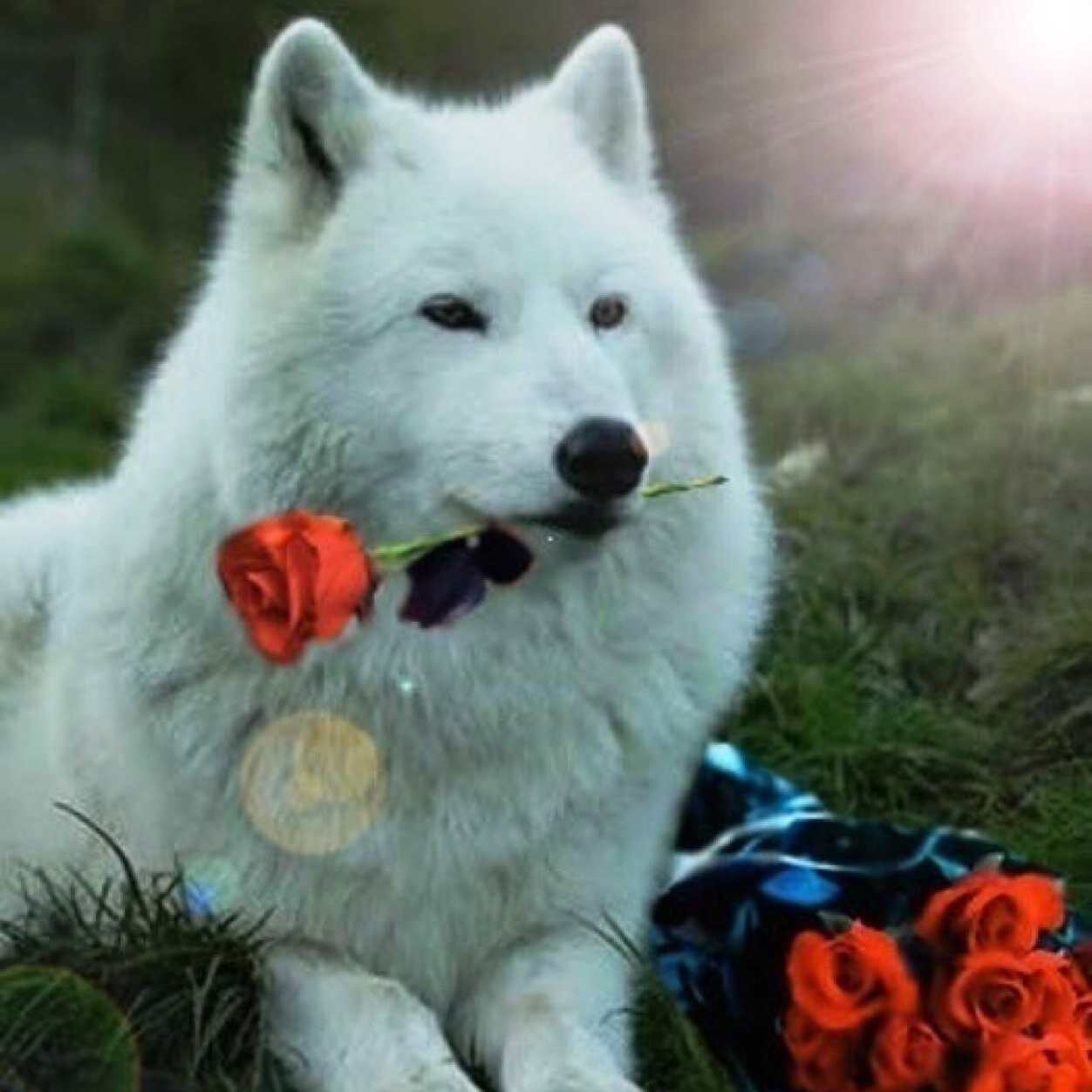 Gender:Young Female|Breed:Snow wolf| Mate:None| Pack:Bluemoon| Rank:2nd Beta|personality:Fun, steathy,quick, deadly,trickster!|I have a secret none should know.