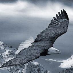 ZapetaJosue's profile picture. 