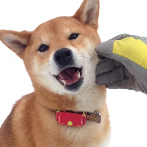 はらだお腹PP丸さんのプロフィール画像