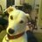 jpflynn11's profile image