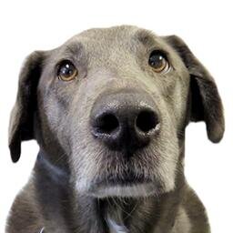 fleamedicine's profile picture. The Best Flea Medicine For Dogs is an online resource for Flea and Tick Treatment, including Drops, Shampoos, Sprays and Collars.