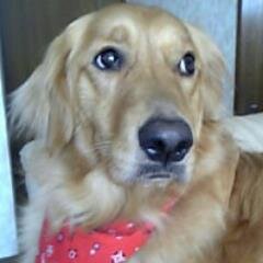 nikobowinu's profile picture. 