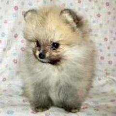 可愛いもの、小さいもの、綺麗なものが好き。動物好き。嵐好き。特亜嫌い。隣で眠る可愛い我が子たちが安心して暮らせる日本になりますように。