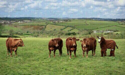 Part time farmer, sucklers.
Married with 3 Daughters & 1 Son.
Always keeping an eye out for ways to make millions from farming!!!!! 😉🌱🐂