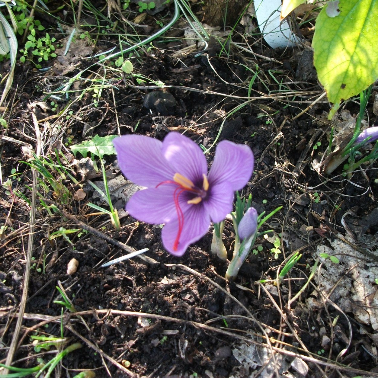 fo_pat's profile picture. 