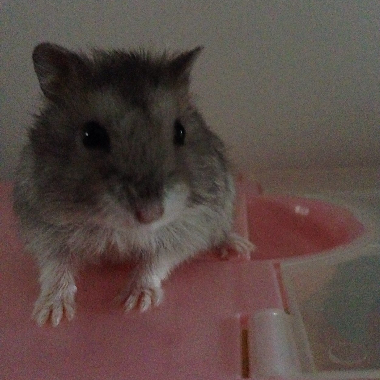 Hello~ im always sleeping and nomnom~
Talkative yet shy winter white saphire hamster❤️