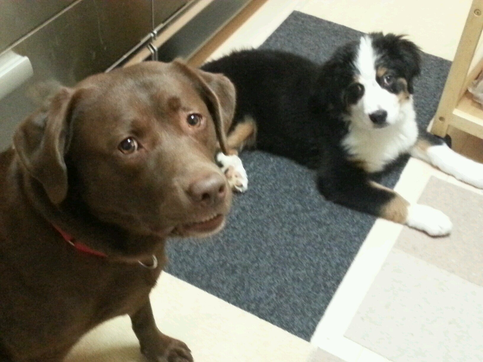 FurenwinDogs's profile picture. ラブラドールのフレン３歳 、トイプードルのウィン2歳、バーニーズの仁君10月13日３ヶ月