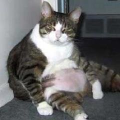 El_Gato_Gordo_'s profile picture. Chill dude, chill