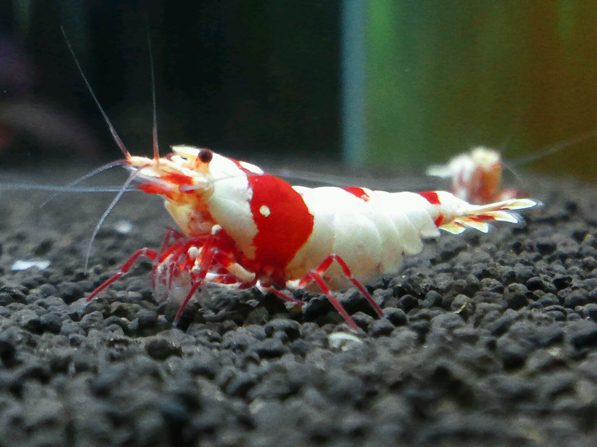 bee_komex's profile picture. レッドーのブログもやってますっ！BeeKomexで検索してね笑