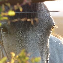 We are a small family run farm that specialises in breeding high quality, versatile, purebred Connemara ponies from famous old bloodlines.