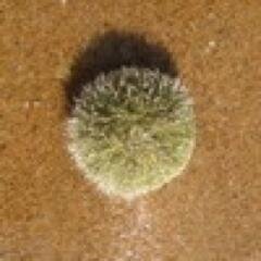 kehontii's profile picture. Эффективная интернет-реклама