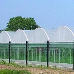 PolytunnelSteve's profile picture. 