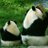 dain21696's profile image