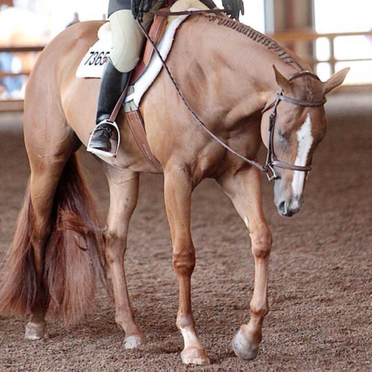 AQHA_Queen's profile picture. Livin' the dream of a quarter horse queen. The blood, sweat, and tears