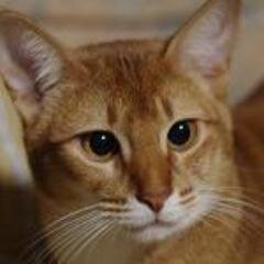 Ky_Takamat's profile picture. 某大学院日本史学専修出身。某博物館に生息。漫画とアニメが無いと生きていけないオタク。ついでに鉄ヲタでカメラヲタ。
遺伝的に血糖値が上がりやすいため体質改善目指して肉体改造。