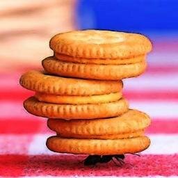 GoingBugs's profile picture. Pasta with insects? Yes, we can!