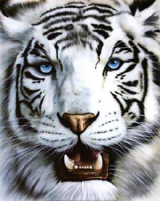 Amante de los felinos. I love animals and nature.